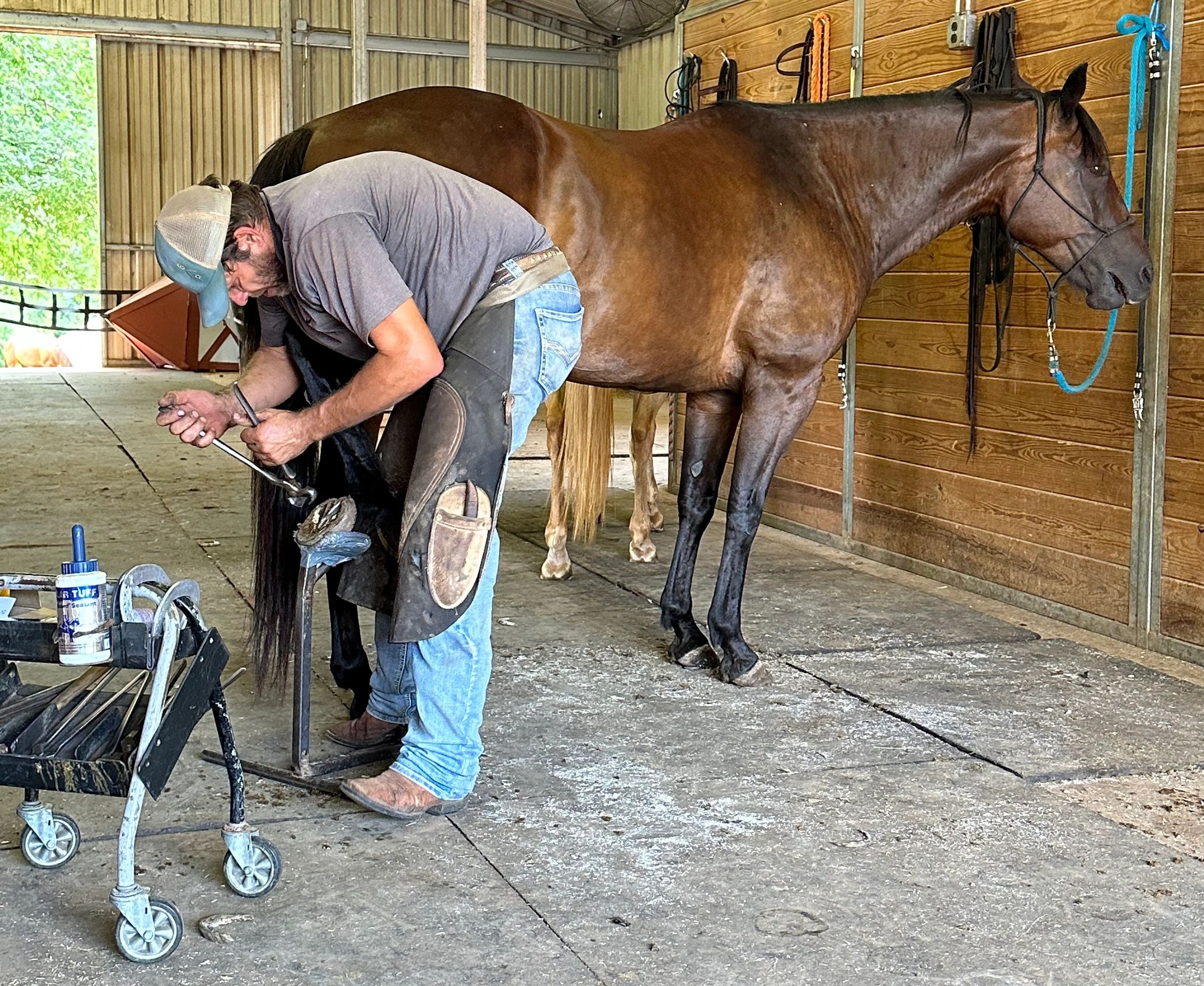 Yearly Maintenance What care does your horse really need?